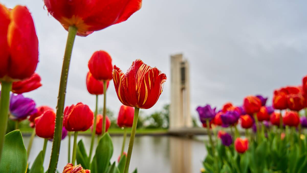 A lakeside floral display during Floriade Reimagined in 2020. Picture: Matt Loxton