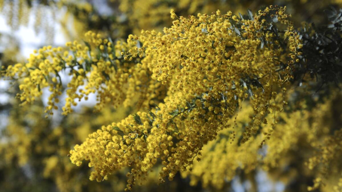 A wattle bursts into bloom in early September at Parliament House: the perfect symbol of Australia. Picture: Graham Tidy