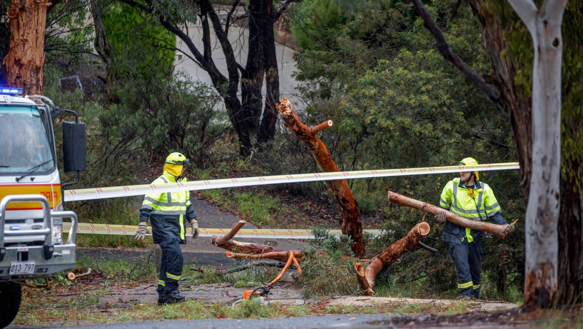 Many gum trees across Canberra have been damaged by the recent summer storm activity. Picture: Sitthixay Ditthavong.