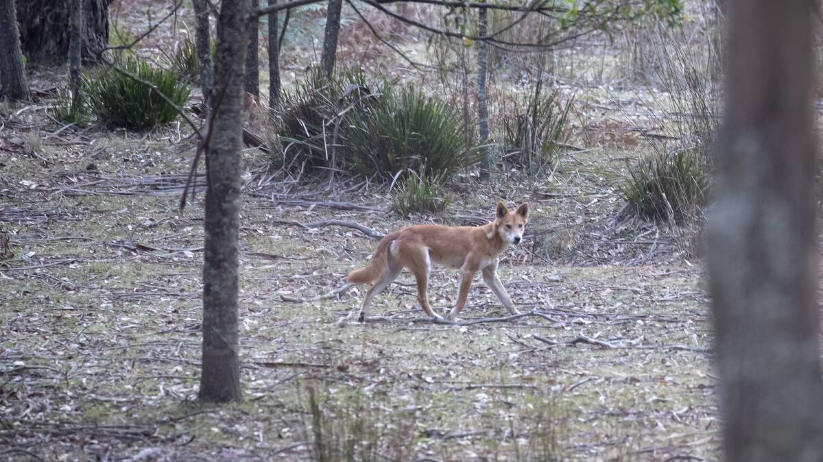 Baiting dingoes in national parks is disrespectful to Indigenous Australians.
Picture: Sitthixay Ditthavong