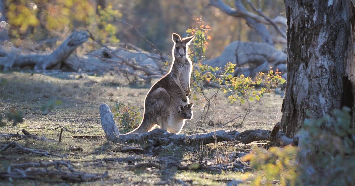 Kangaroo cull appears to be based on some rubbery numbers