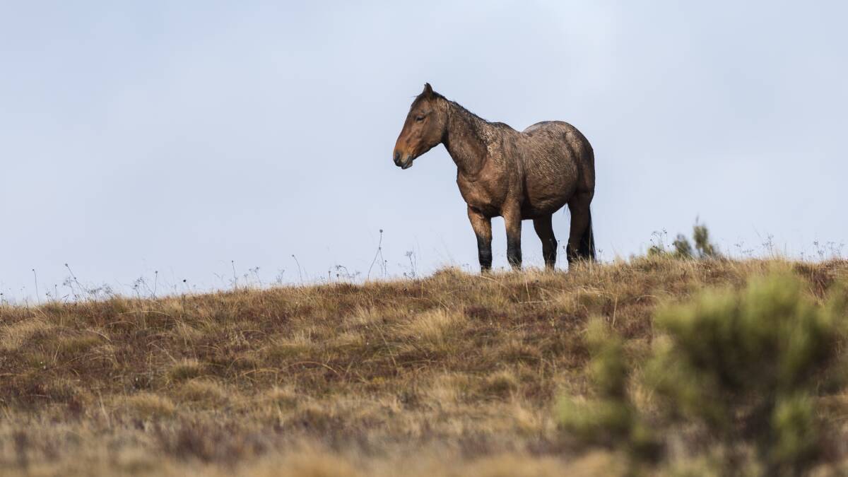 It's time to debunk the myths about the brumbies in the Kosciusko National Park. Picture: Andrew Plant