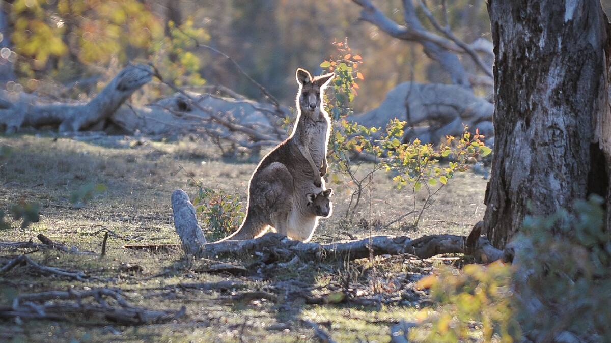 A reader wants to know what happened to the joeys orphaned in this year's kangaroo cull. Picture: Andrew Sheargold