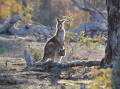 Many Canberrans are strongly opposed to the shooting of kangaroos on the ACT's reserves. Picture: Andrew Sheargold.