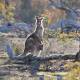 Many Canberrans are strongly opposed to the shooting of kangaroos on the ACT's reserves. Picture: Andrew Sheargold.