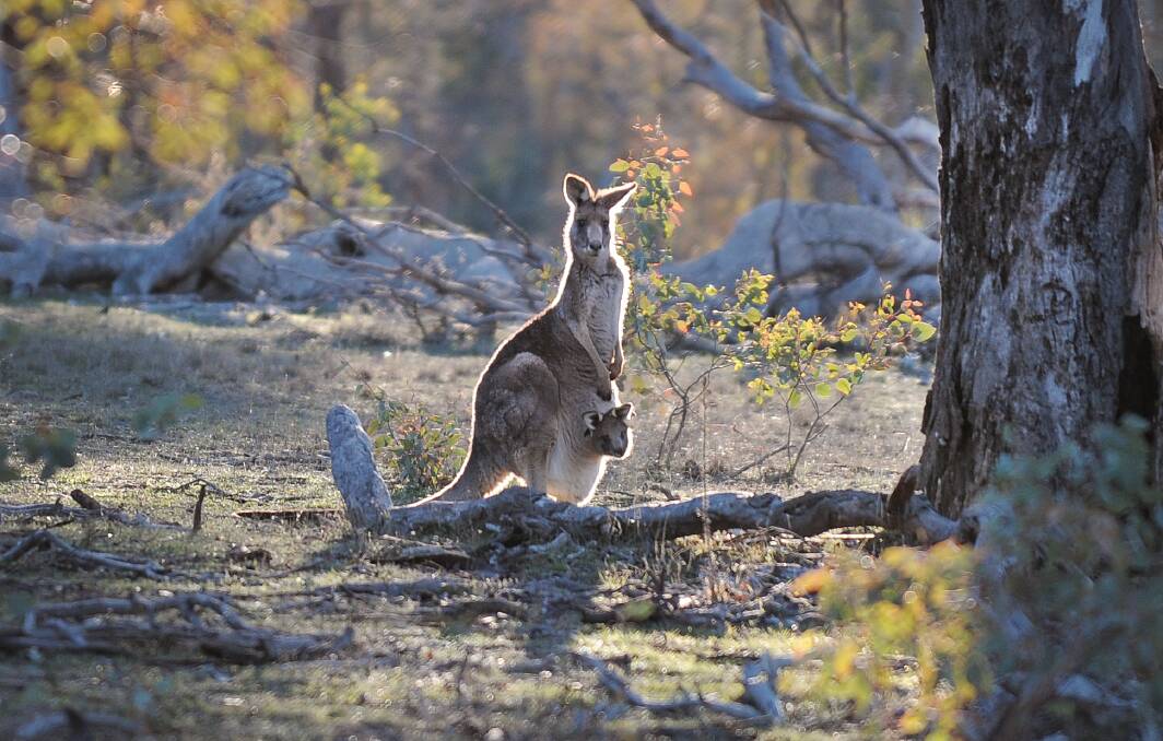 Kangaroos evolved over millions of years and are perfectly adapted to the Australian environment. Picture by Andrew Sheargold