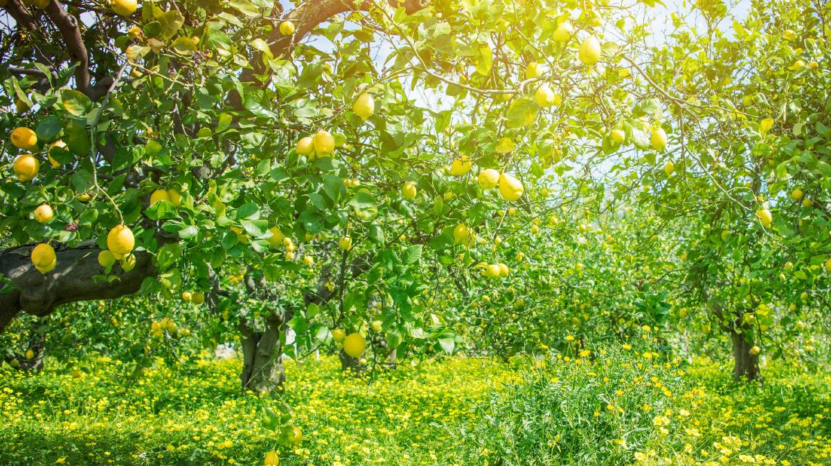 For home gardeners the most often planted tree with edible fruit must be the lemon. Picture: Shutterstock