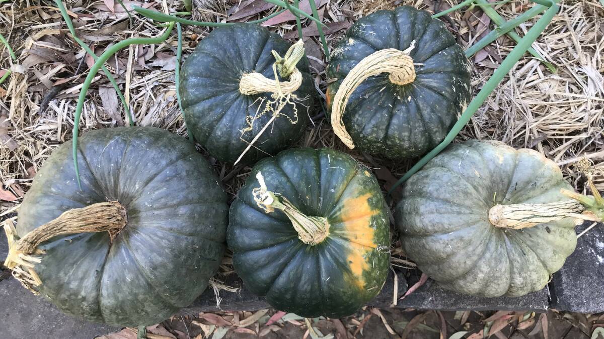 Harvested Banjo/BironBray pumpkins grown by Terry Murphy. Picture: Terry Murphy 
