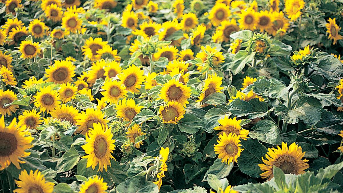 Van Gogh's Landscape sunflowers. Picture: Diggers