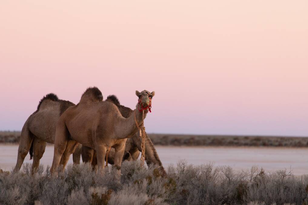 The camels grazing at dawn near the edge of Lake Austin, a huge salt lake. Picture supplied