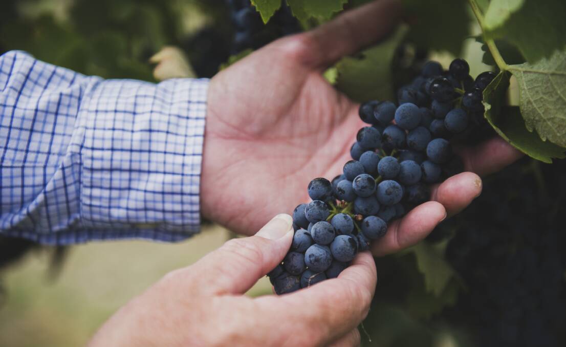 Tim Kirk says the shiraz grapes look just perfect - you can't see smoke taint. Picture: Dion Georgopoulos