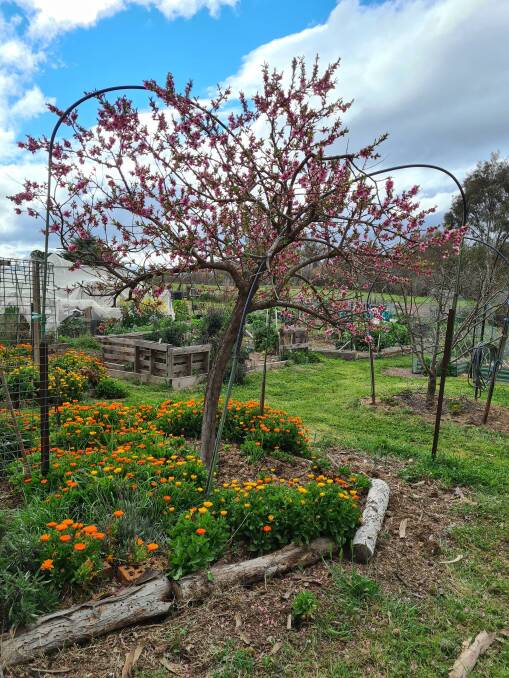 A blossom-covered peach tree at the Betty Cornhill community garden. Picture: Minh Chu