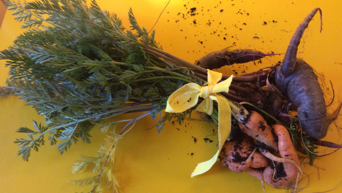 Carrots with character grown by Christine Mounic. Picture: Susan Parsons