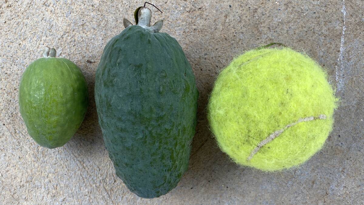 Pia Asa's feijoas, large and small compared to the size of a tennis ball. Picture: Supplied