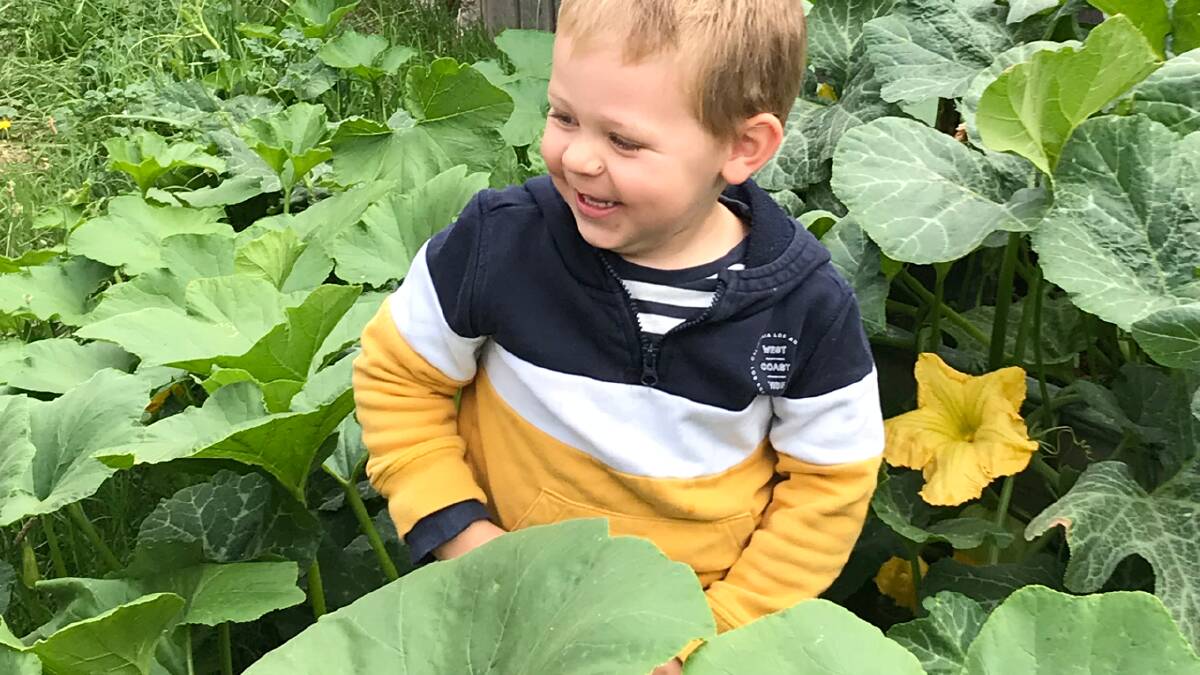 Cooper Ross, aged 3, sitting in the pumpkin patch. Picture: Krista Murphy Ross