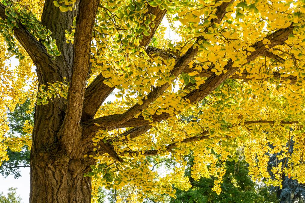 Ginkgo biloba trees are a Canberra favourite. Picture: Shutterstock