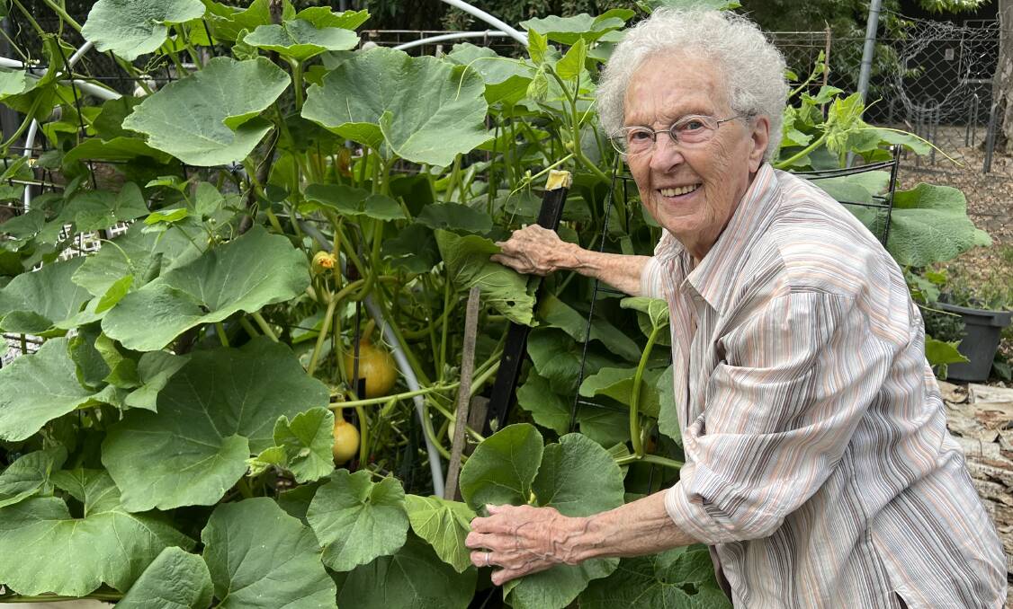 Veronica Dunphy with her rare pumpkins growing in her organic plot. Picture by Michele England