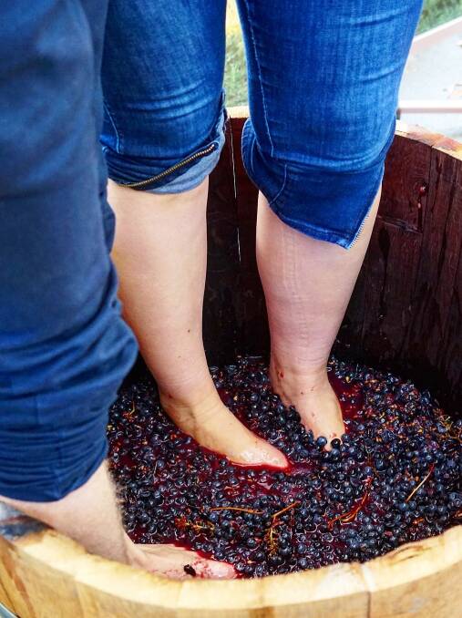 Shoes off .. join in some grape stomping at various wineries. Picture: Supplied