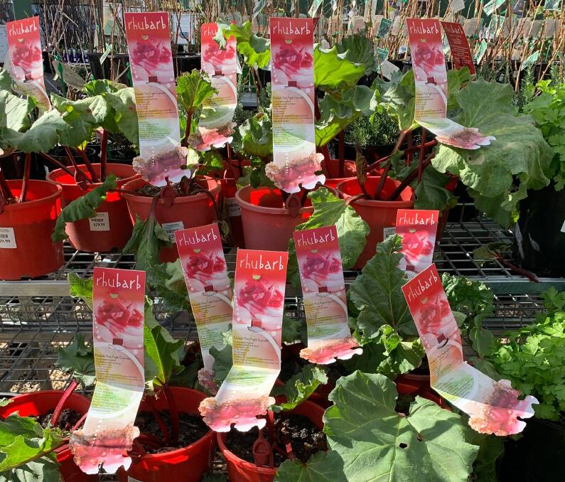 Potted rhubarb plants at the Heritage Nursery in Yarralumla. Picture: Ebony Sampson