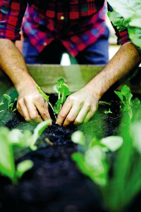 The top 5 easiest-to-grow veggies