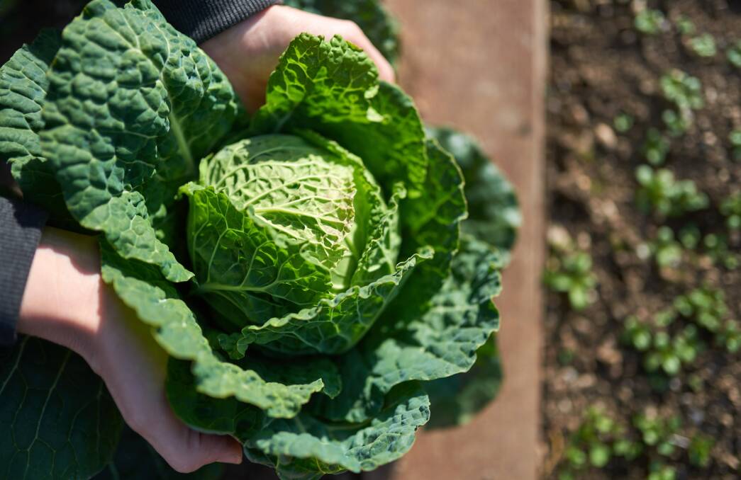 Kitchen gardeners have been planting cabbage during the past month. Picture: Shutterstock