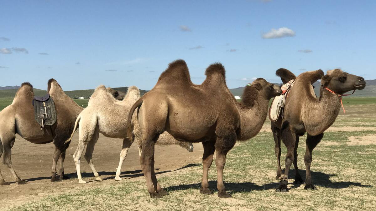 Carrotless camels of Mongolia. Picture supplied by Australians visiting Mongolia