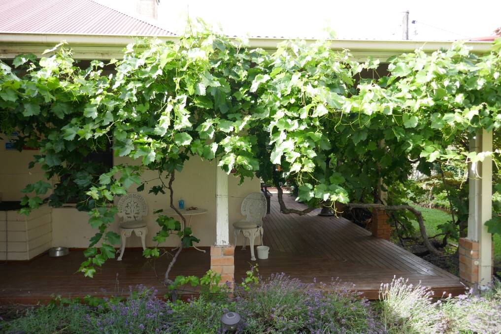 Grapevine fruiting along Tuggeranong Homestead verandah. Picture: Quentin Moran