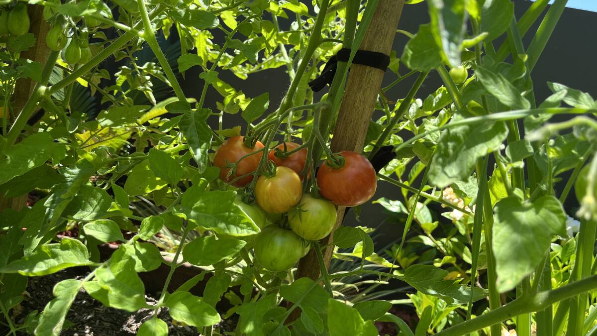 The tomatoes are finally starting to turn red. Picture by Karen Hardy