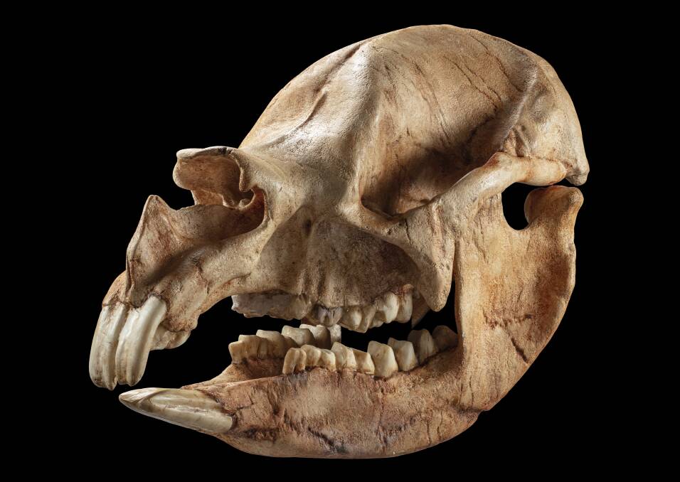 Replica Diprotodon skull with mandible. Picture supplied 