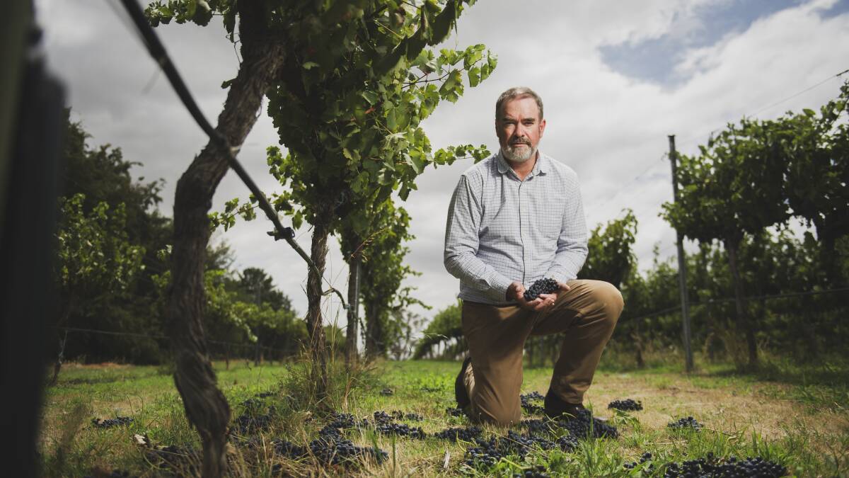 Clonakilla Wines chief winemaker Tim Kirk has made the decision to scrap the 2020 vintage. Picture: Dion Georgopoulos