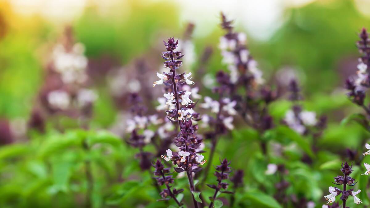 Tulsi basil is used for tea as well as in regular dishes. Picture Shutterstock