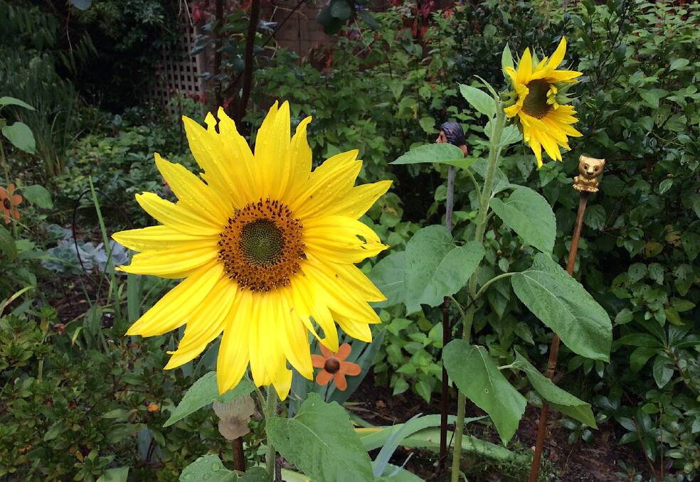 Sunflowers raised from National Gallery of Australia seed. Picture: Susan Parsons