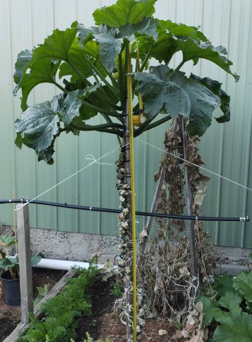 Peter Harris' zucchini tree is a technical feat. Picture: Peter Harris