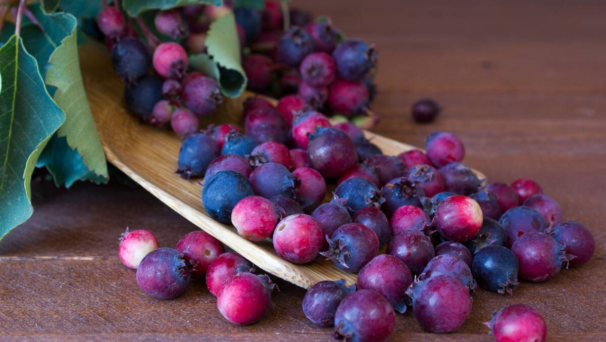 The berries of a Saskatoon plant are reminiscent of blueberries and almonds. Picture Shutterstock