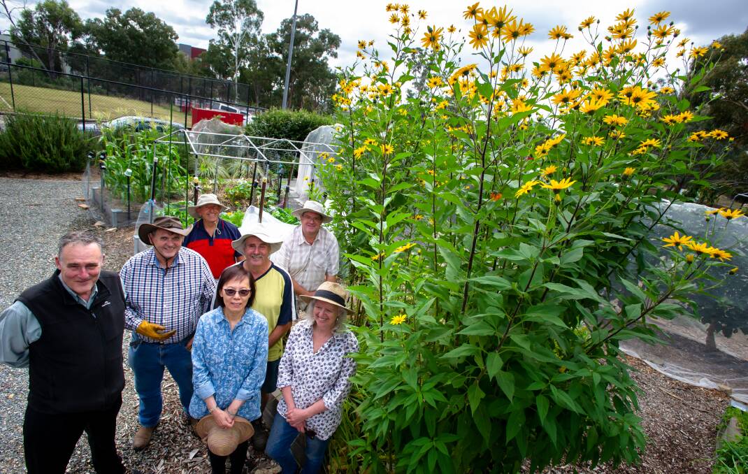 Horticultural Society of Canberra members Andrew Wall, John Martin, Brian Hodgson, Anissa and Adrian Roffey, Richard Buker and Heather MacGregor pictured with the towering Jerusalem artichokes. Picture: Elesa Kurtz