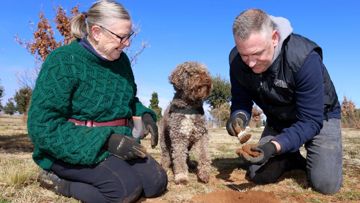 Truffle farmer Barbara Hill and Parliament House executive chef David Learmonth with truffle dog Tawdiffu at Macenmist Farm. Picture: James Croucher
