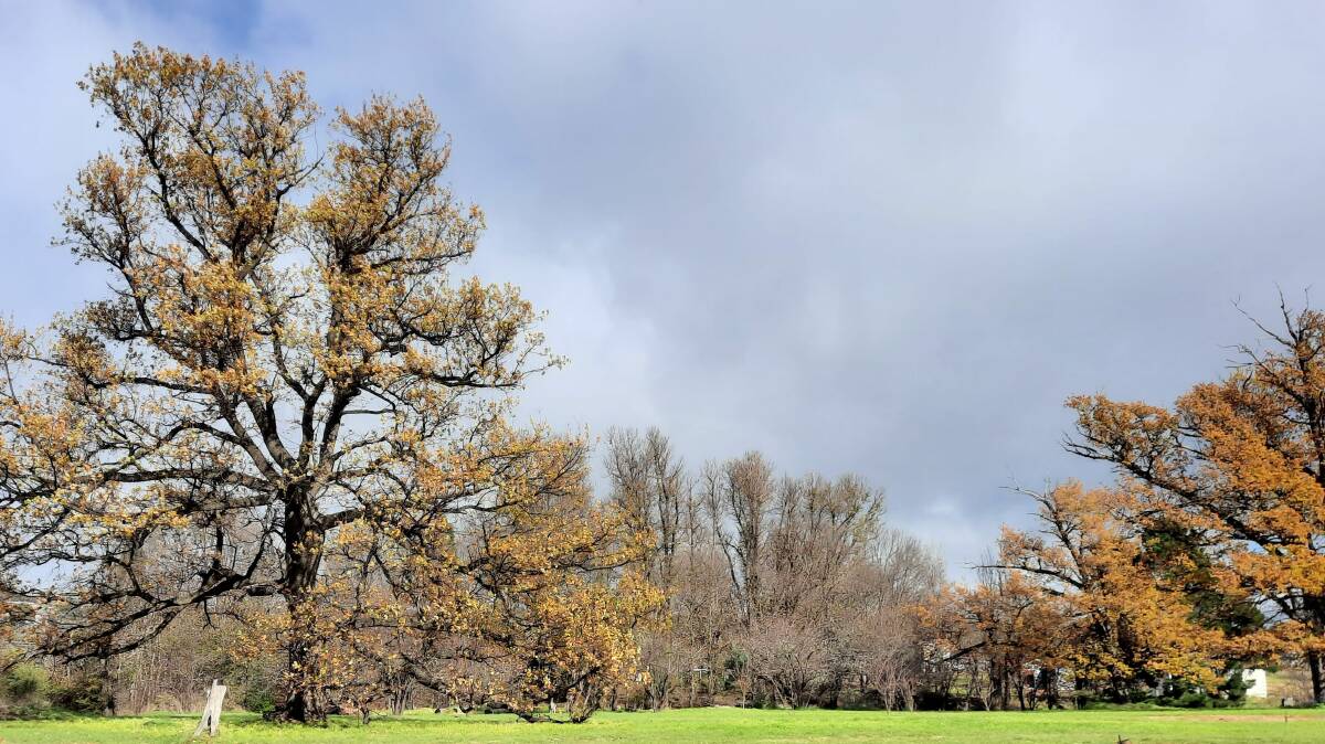 Tuggeranong Homestead's orchard is framed by two large oak trees. Picture: Colin French
