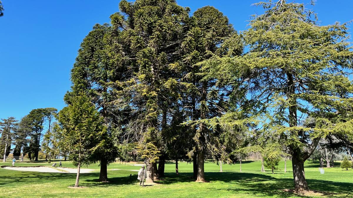 Susan Parsons in the grove of historic and two younger Bunya pines at Royal Canberra Golf Club. Picture by Gerard Boundy