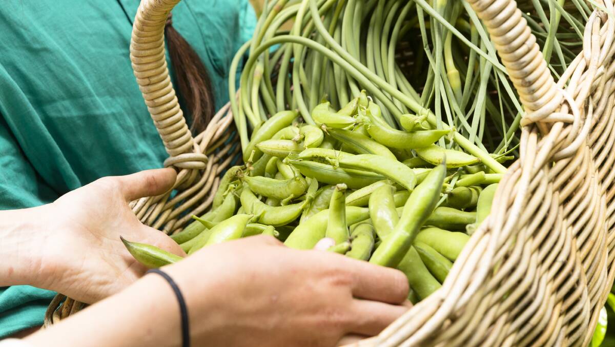 Baskets of garlic scapes, broad beans and sugar snap peas. Picture by Keegan Carroll