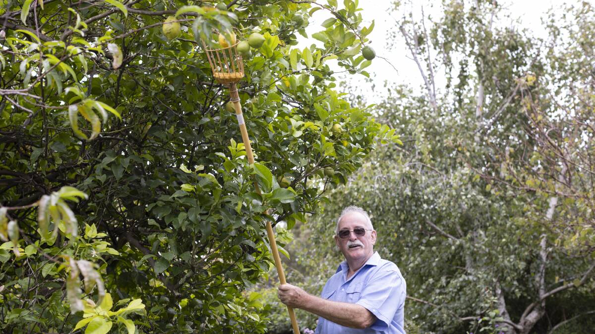 Ian Davenport harvesting lemons using his long-handled fruit picker. Picture: Keegan Carroll