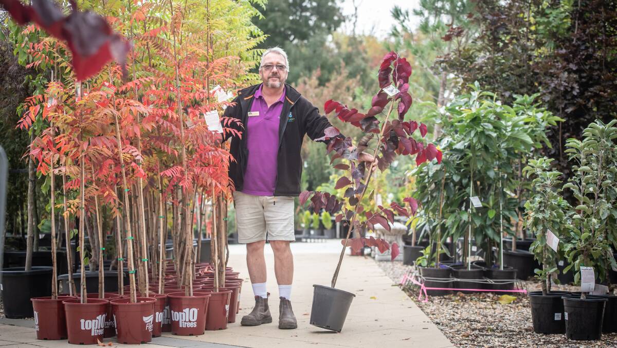 Heritage Nursery horticulturalist Scott Burns has seen an uptick in business. Picture: Karleen Minney