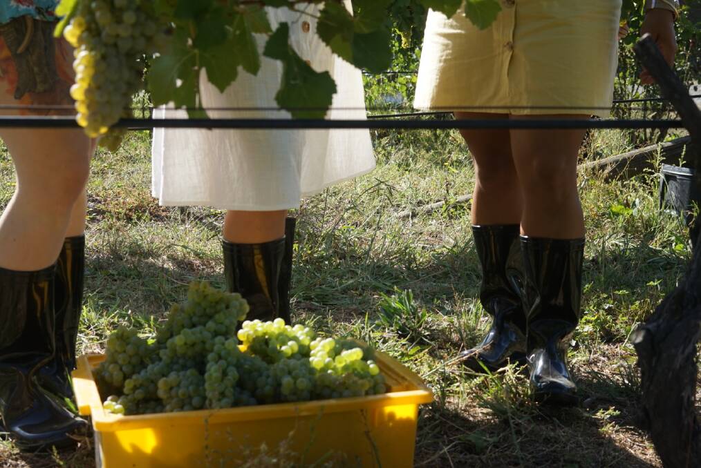 From winery tours, to premium dinners and wine tastings, Canberra Wine Week is full of events. Picture: Canberra Wines