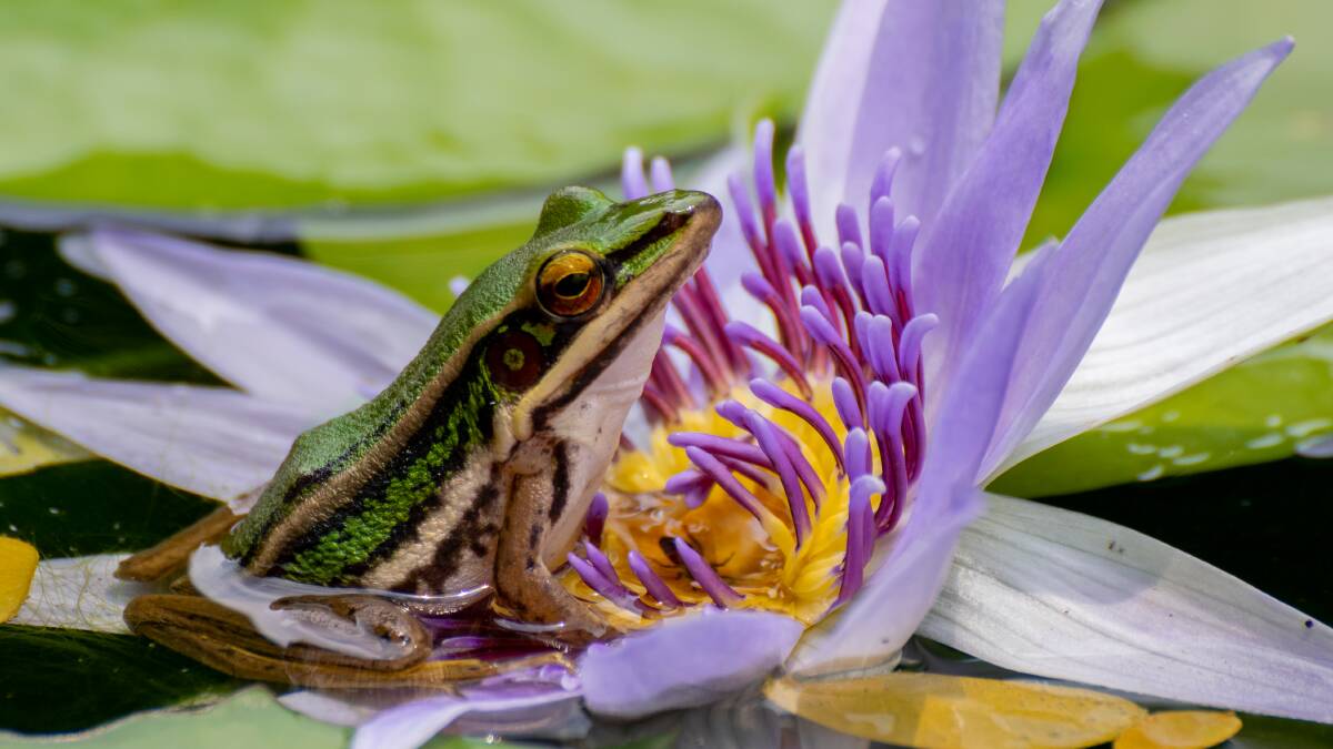 A number of Canberra kitchen gardens have adjoining frog ponds. Picture: Shutterstock