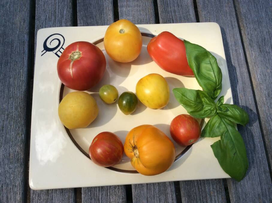 Selection of tomatoes for taste test grown by Peter Boege and Irene Kaspar. Picture: Susan Parsons