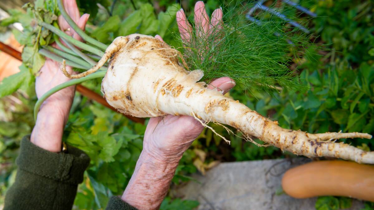 The parsnip gift was washed, chopped and roasted, tender to its core. Picture: Elesa Kurtz