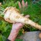 The parsnip gift was washed, chopped and roasted, tender to its core. Picture: Elesa Kurtz