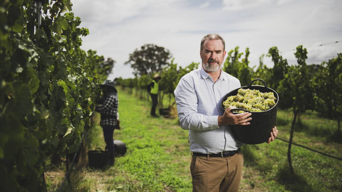 Clonakilla's Tim Kirk with some riesling grapes which will be dumped. Picture: Dion Georgopoulos