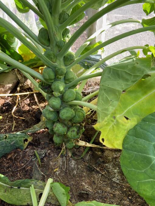Sprouts ready to pick in the Canberra Organic Garden at Crace. Picture: Elizabeth Dangerfield