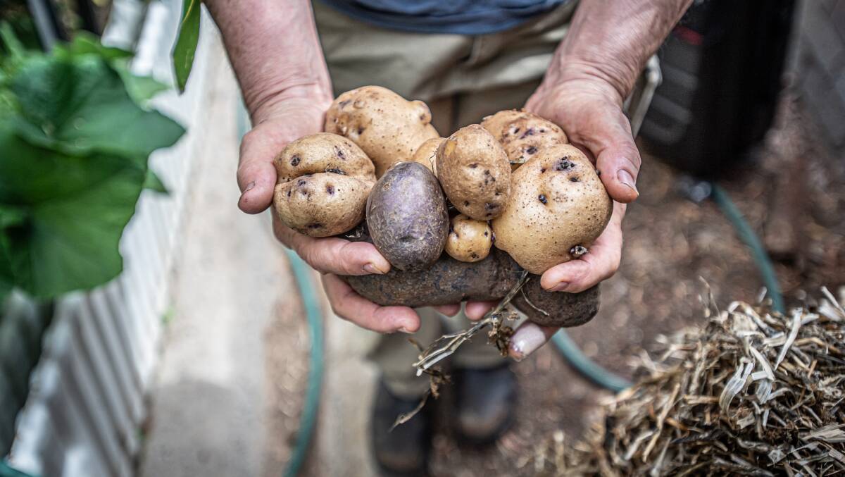 Just harvested purple and pink eye potatoes. Picture: Karleen Minney