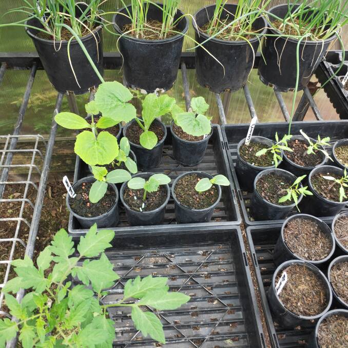 Zucchini and other vegetable seedlings in Peter Harris's greenhouse. Picture: Peter Harris